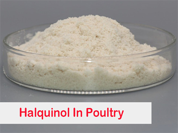 Halquinol 60：Benefits,Use In Poultry